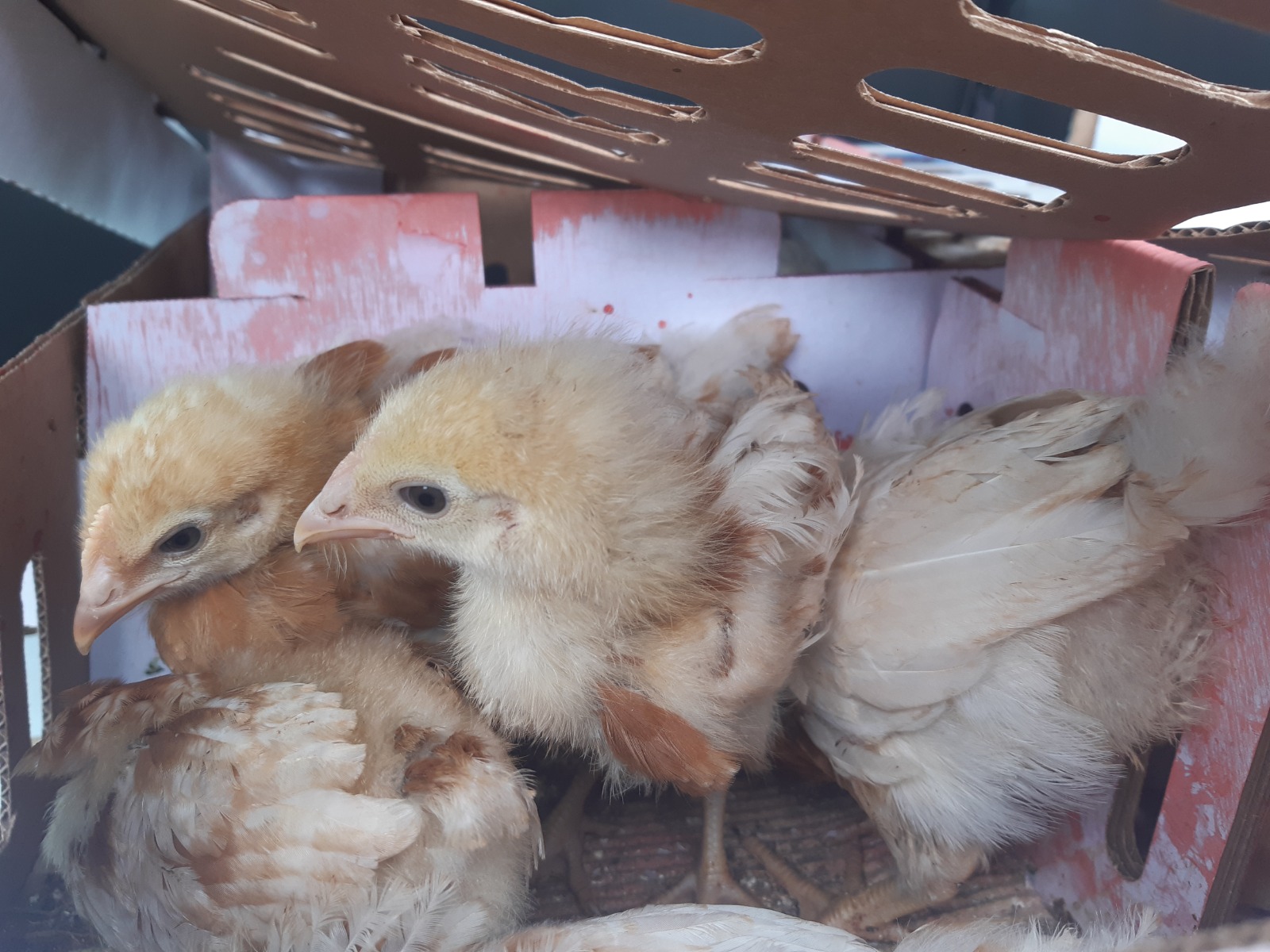 Three chicks together.